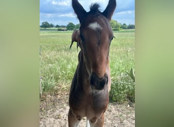 Oldenburger, Hengst, 
