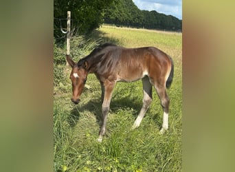 Oldenburger, Hengst, 