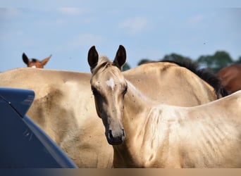 Oldenburger Mix, Hengst, Veulen (04/2025), Palomino