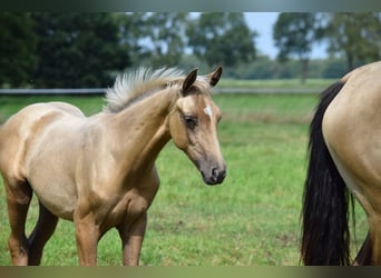 Oldenburger Mix, Hengst, Veulen (04/2025), Palomino