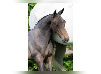 Oldenburger, Hengst, Veulen (06/2025)