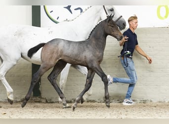 Oldenburger, Hengst, Veulen (06/2025)