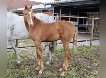 Oldenburger, Hengst, Veulen (05/2025), Vos