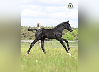 Oldenburger, Hengst, Veulen (05/2026), Zwart