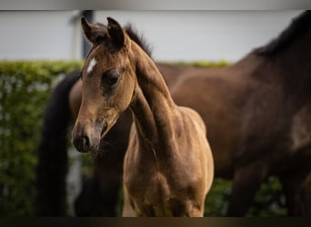 Oldenburger, Hengst, Veulen (04/2026), Zwartbruin