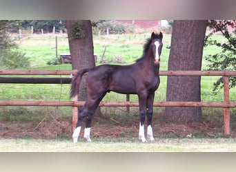 Oldenburger, Hengst, Veulen (04/2025), Zwartbruin