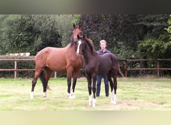Oldenburger, Hengst, Veulen (04/2025), Zwartbruin