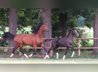 Oldenburger, Hengst, Veulen (04/2025), Zwartbruin