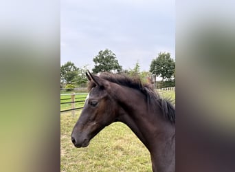 Oldenburger, Hengst, Veulen (04/2025), Zwartbruin