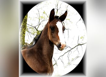 Oldenburger, Hengst, , Zwartbruin