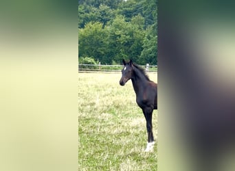 Oldenburger, Hengst, Veulen (04/2025), Zwartbruin