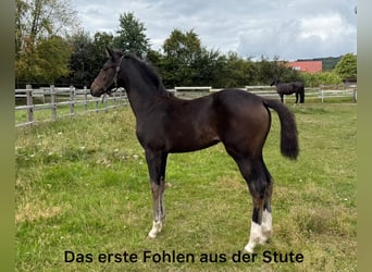 Oldenburger, Hengst, Veulen (03/2026), Zwartbruin