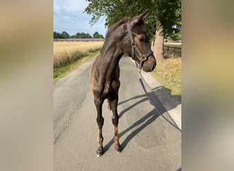 Oldenburger, Hengst, Veulen (04/2026), Zwartbruin
