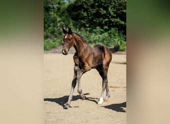 Oldenburger, Hengst, veulen (06/2023), Zwartbruin