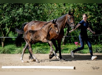 Oldenburger, Hengst, veulen (06/2023), Zwartbruin