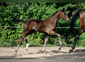 Oldenburger, Hengst, veulen (06/2023), Zwartbruin