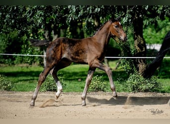 Oldenburger, Hengst, veulen (06/2023), Zwartbruin
