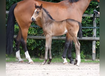Oldenburger, Hengst, Veulen (06/2025), Zwartbruin