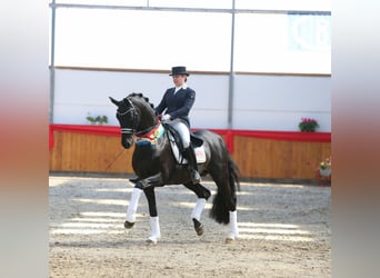 Oldenburger, Hengst, 19 Jaar, 169 cm, Zwartbruin