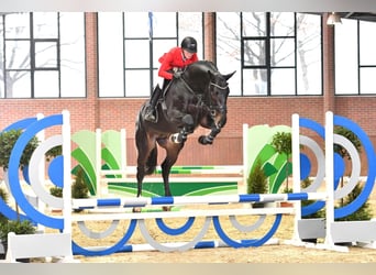 Oldenburger, Hengst, 10 Jaar, 172 cm, Zwartbruin