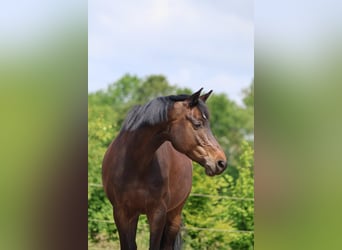 Oldenburger, Merrie, 10 Jaar, 161 cm, Donkerbruin