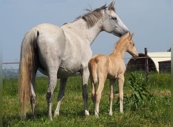 Oldenburger, Merrie, 10 Jaar, 162 cm, Schimmel