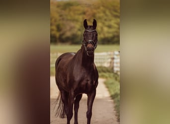 Oldenburger, Merrie, 10 Jaar, 162 cm, Zwartbruin