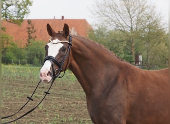 Oldenburger, Merrie, 10 Jaar, 165 cm, Donkere-vos