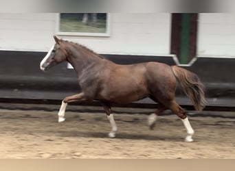 Oldenburger, Merrie, 10 Jaar, 165 cm, Donkere-vos