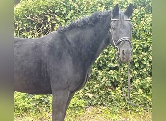 Oldenburger, Merrie, 10 Jaar, 165 cm, Zwart