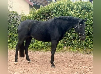 Oldenburger, Merrie, 10 Jaar, 165 cm, Zwart