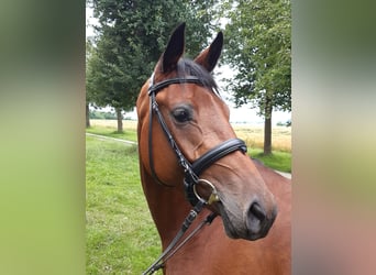 Oldenburger, Merrie, 10 Jaar, 168 cm, Bruin