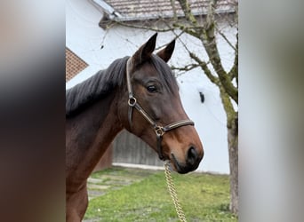 Oldenburger, Merrie, 10 Jaar, 168 cm, Bruin