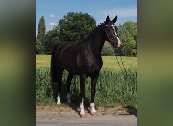 Oldenburger, Merrie, 10 Jaar, 168 cm, Zwart