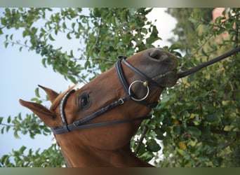 Oldenburger, Merrie, 10 Jaar, 169 cm, Donkere-vos