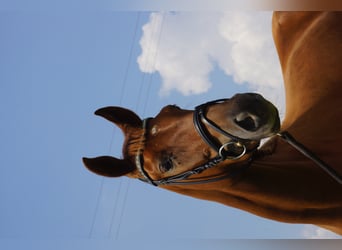 Oldenburger, Merrie, 10 Jaar, 169 cm, Donkere-vos