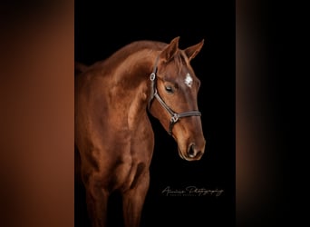 Oldenburger, Merrie, 10 Jaar, 169 cm, Donkere-vos