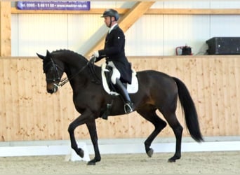 Oldenburger, Merrie, 10 Jaar, 170 cm, Donkerbruin