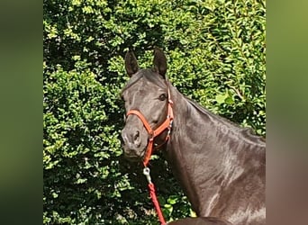 Oldenburger, Merrie, 10 Jaar, 170 cm, Zwartbruin