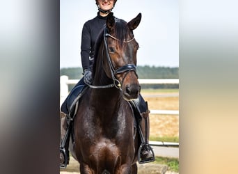 Oldenburger, Merrie, 10 Jaar, 172 cm, Donkerbruin