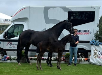Oldenburger, Merrie, 10 Jaar, 172 cm, Zwart
