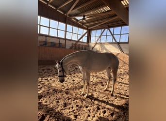 Oldenburger, Merrie, 10 Jaar, 173 cm, Schimmel