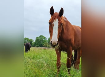 Oldenburger, Merrie, 10 Jaar, 177 cm, Vos