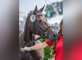 Oldenburger, Merrie, 11 Jaar, 152 cm, Zwartbruin