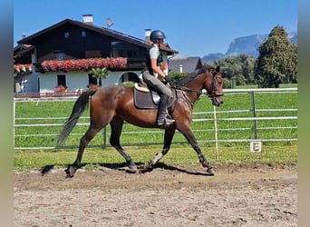 Oldenburger, Merrie, 11 Jaar, 158 cm, Buckskin