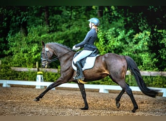 Oldenburger, Merrie, 11 Jaar, 163 cm, Donkerbruin
