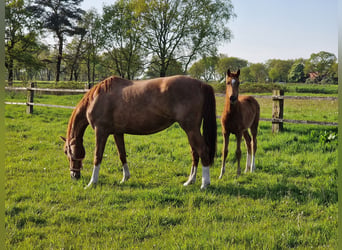 Oldenburger, Merrie, 11 Jaar, 165 cm, Vos