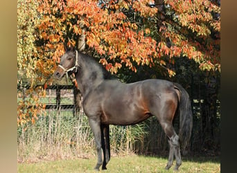 Oldenburger, Merrie, 11 Jaar, 166 cm, Donkerbruin