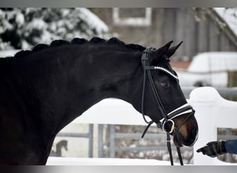 Oldenburger, Merrie, 11 Jaar, 166 cm, Zwartbruin