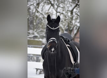 Oldenburger, Merrie, 11 Jaar, 166 cm, Zwartbruin